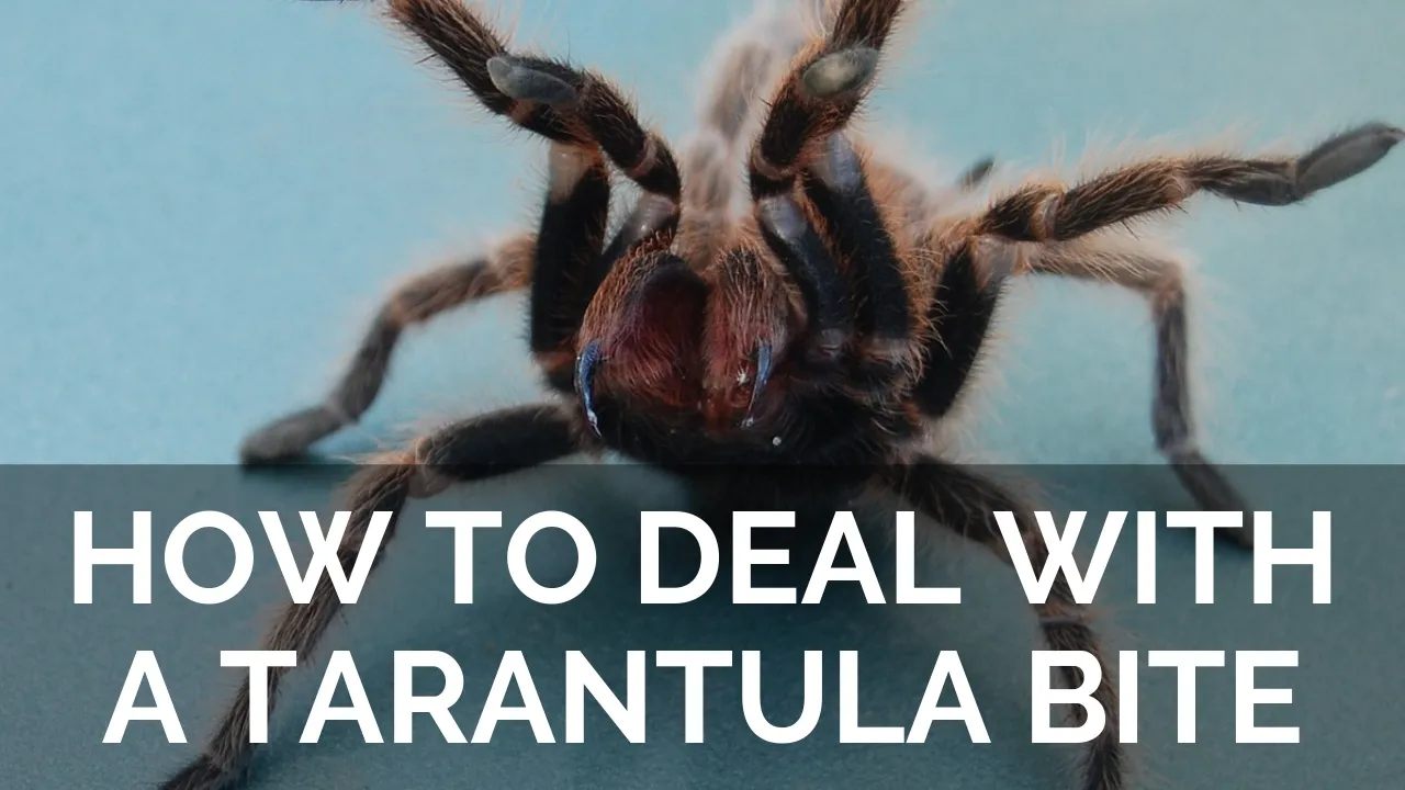 16601 tarantula prey capture