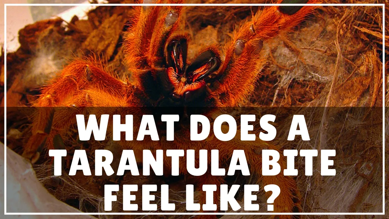 16601 tarantula species