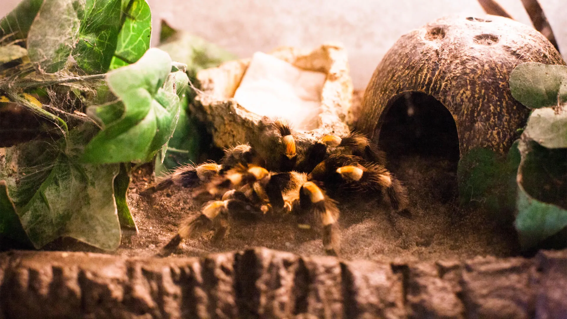 16604 crickets tarantula prey