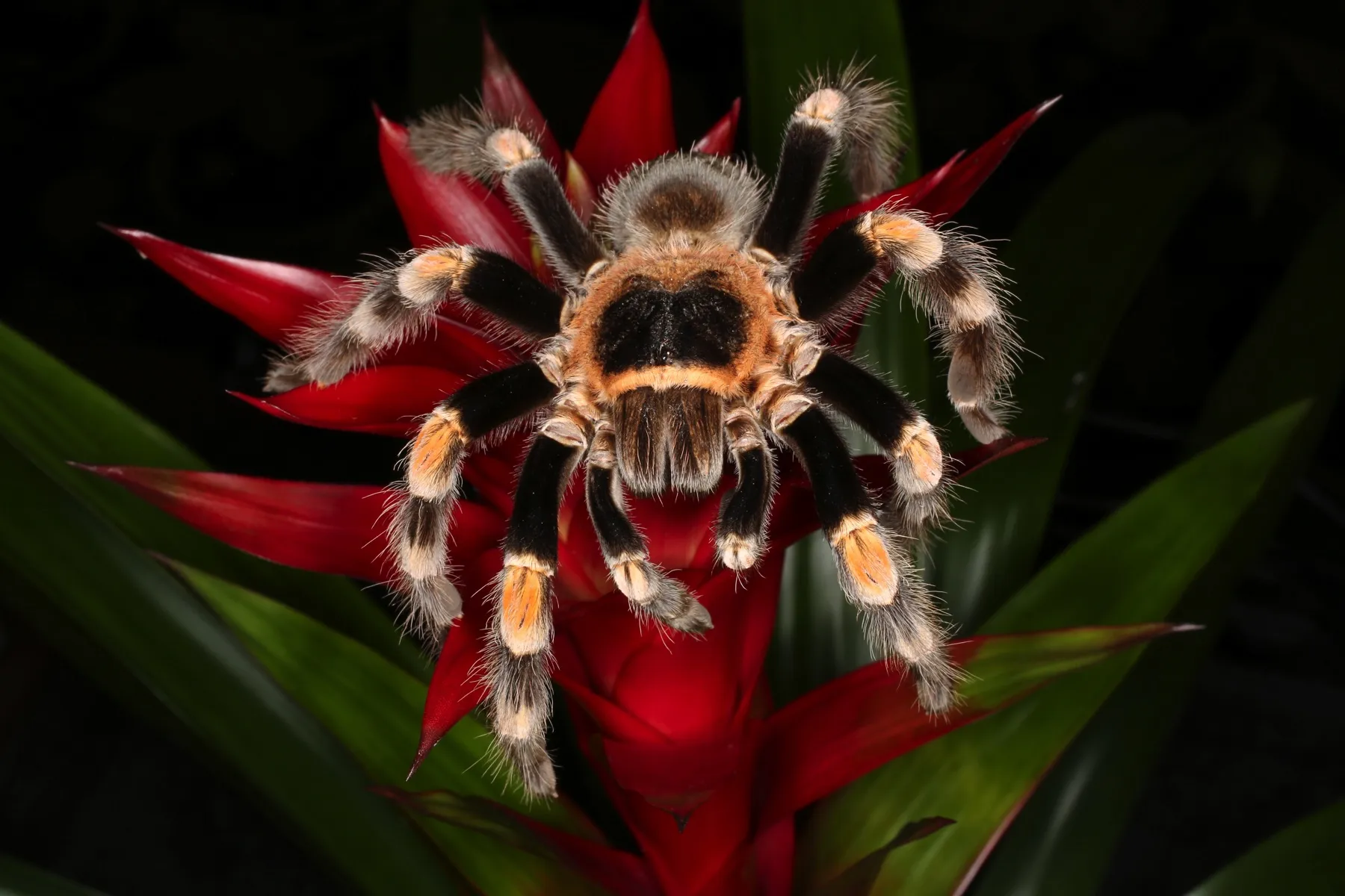16604 dubia roaches tarantula prey