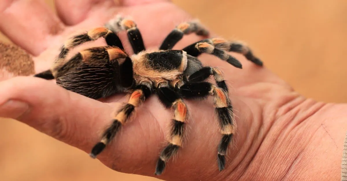 16604 mealworms tarantula prey