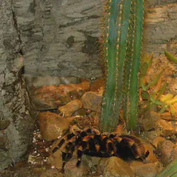 /img/16604-pinky-mice-tarantula-prey.webp