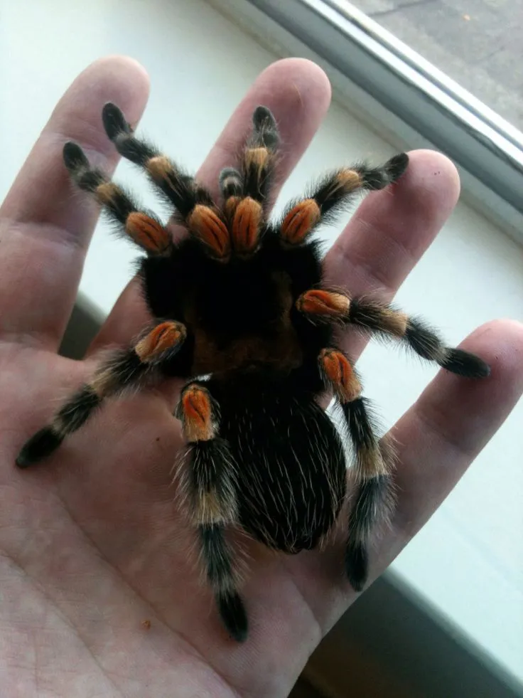 16604 superworms tarantula prey