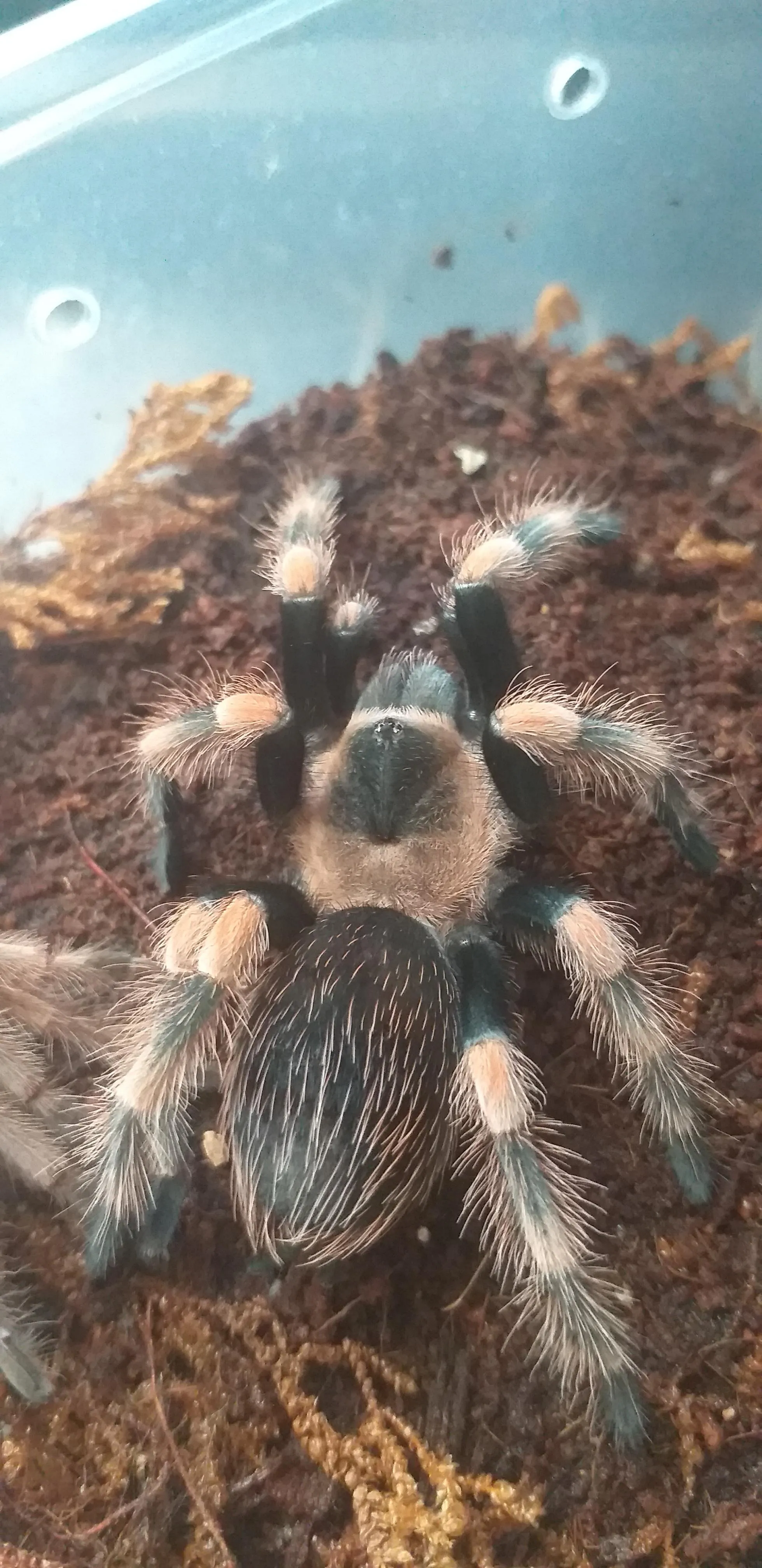 16604 waxworms tarantula treat