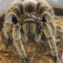 /img/16606-tarantula-feeding.webp