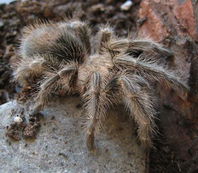 16606 tarantula mating
