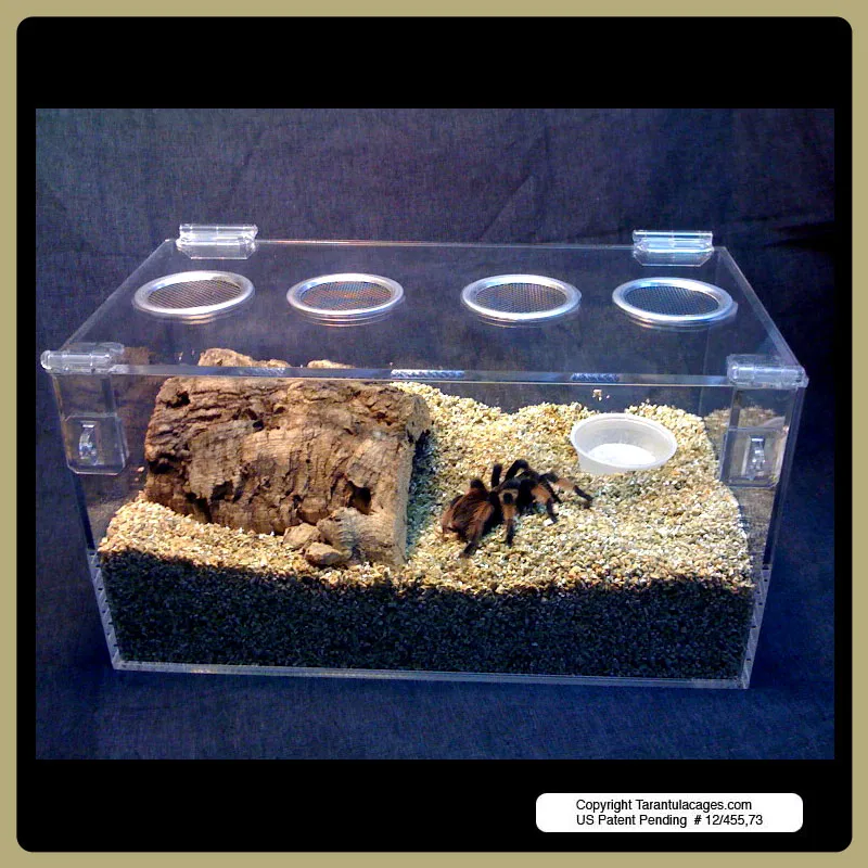16610 tarantula cage lid importance