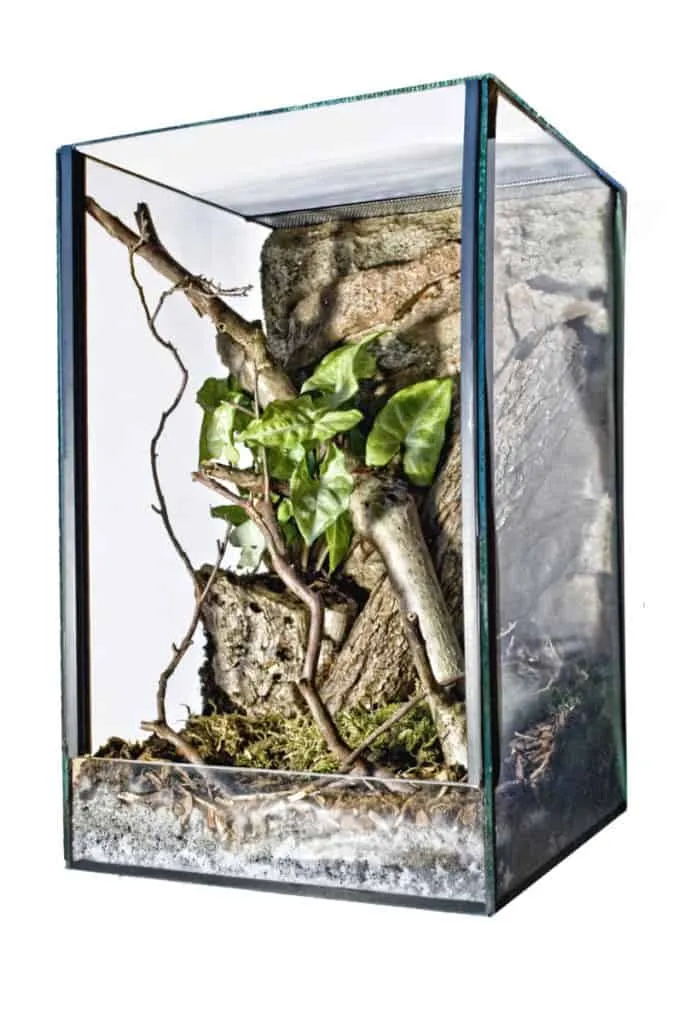 16610 tarantula cage lid security