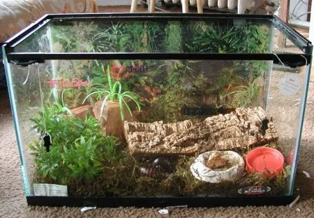 16610 tarantula cage lid ventilation