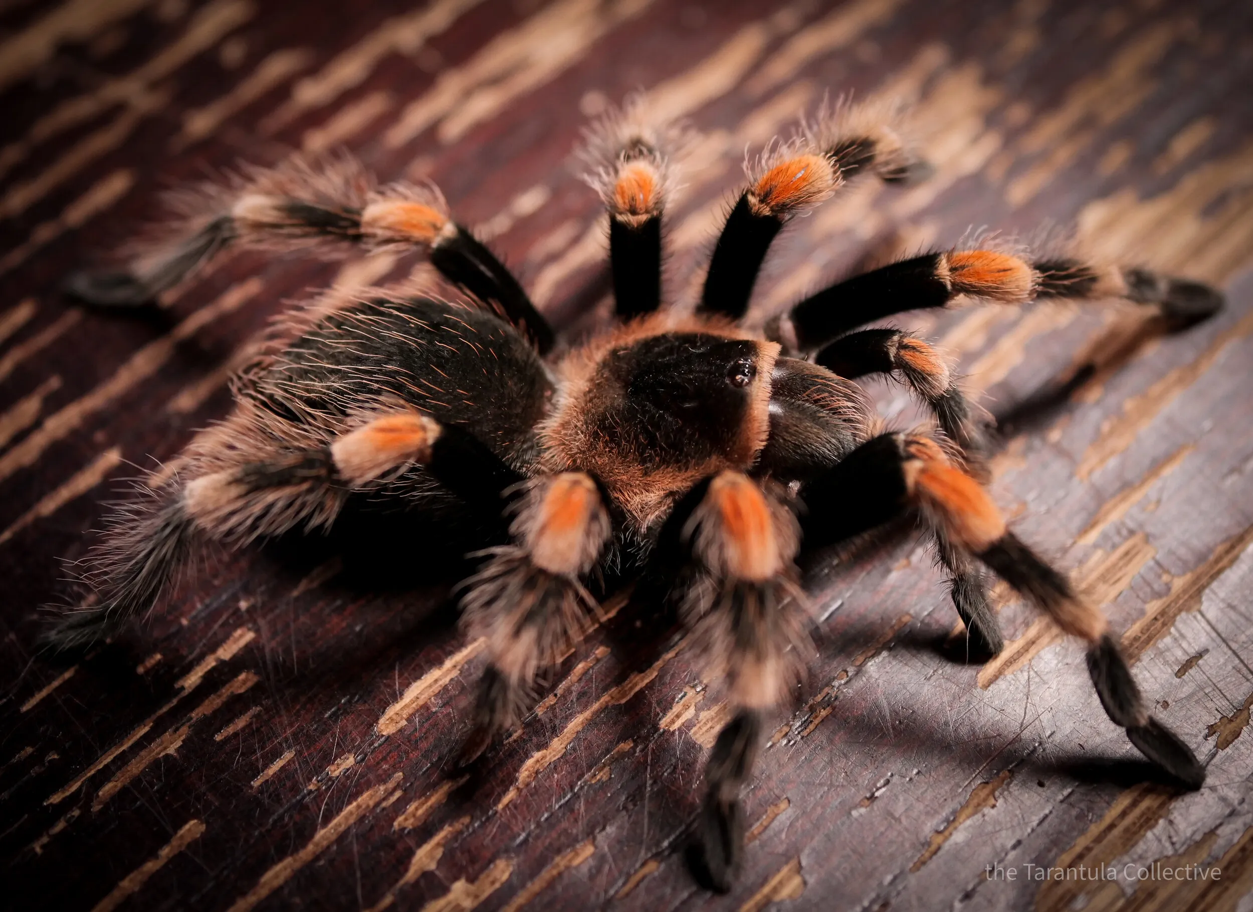 16613 tarantula bite first aid