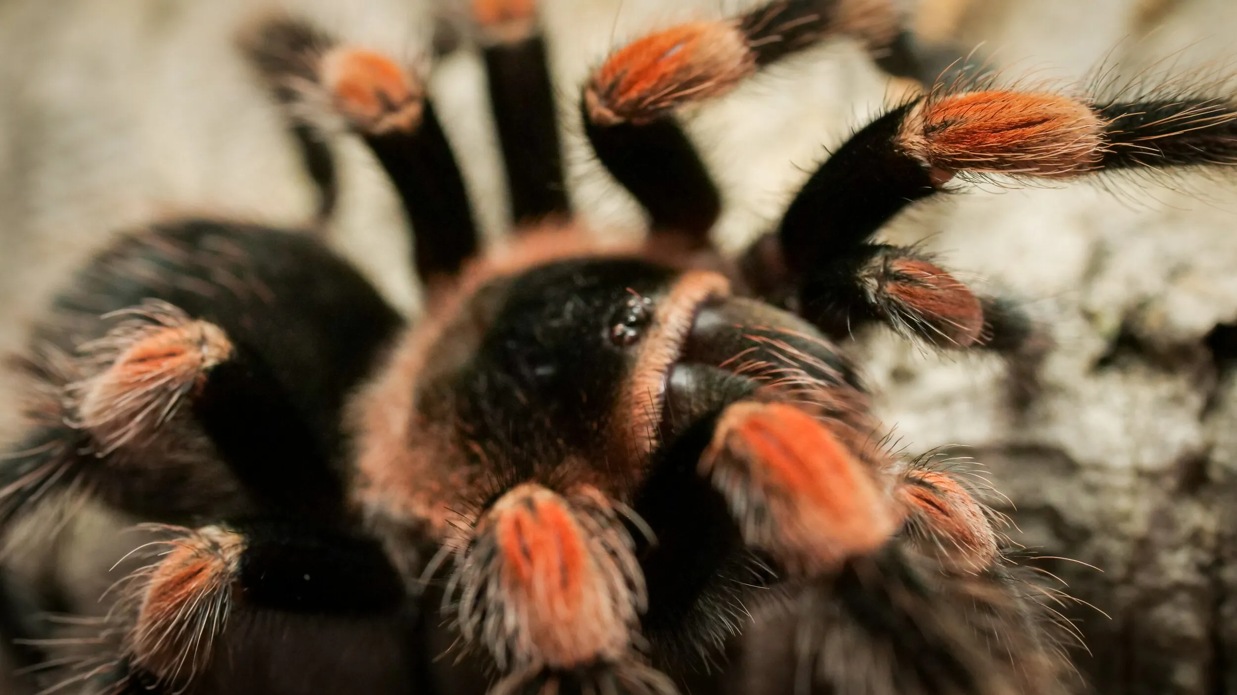 16613 tarantula bite symptoms