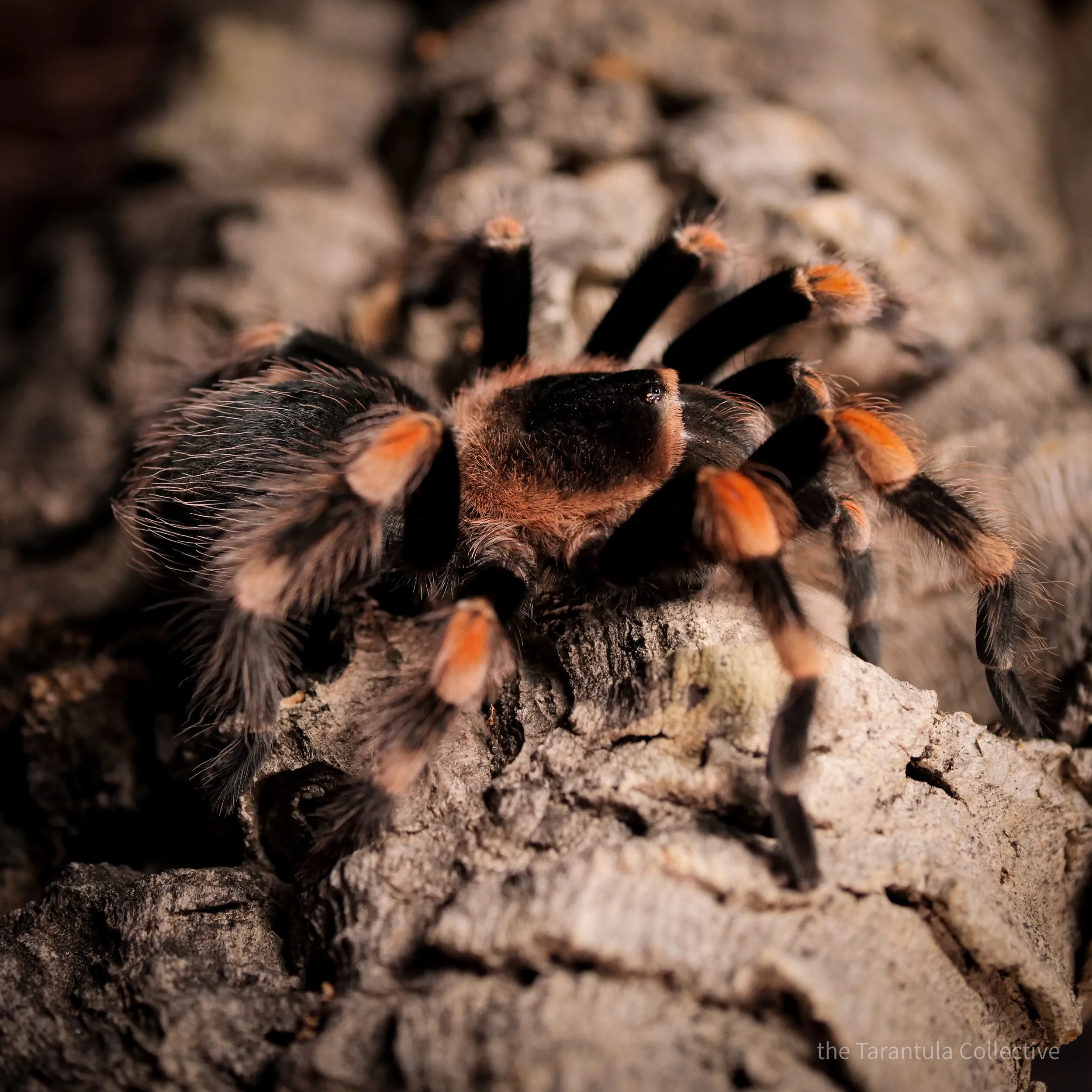 16613 tarantula bite treatment