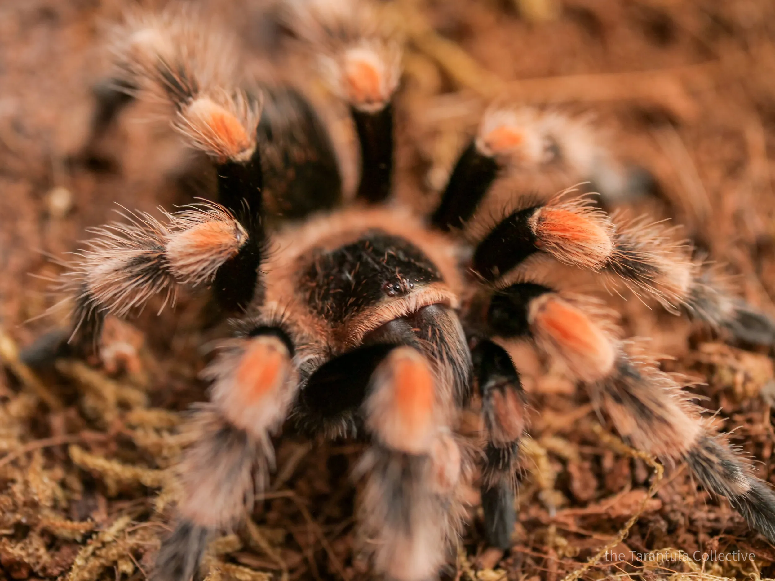 /img/16613-tarantula-habitat.webp