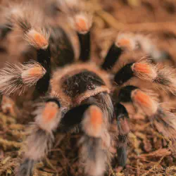 /img/16613-tarantula-habitat.webp