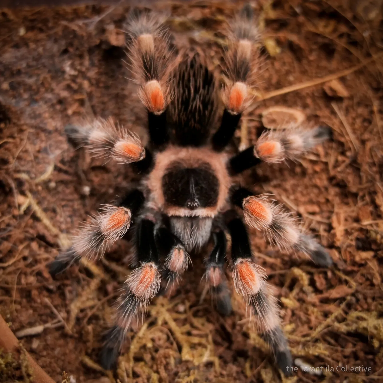 16613 tarantula handling