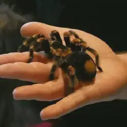 /img/16616-tarantula-island-safety.webp