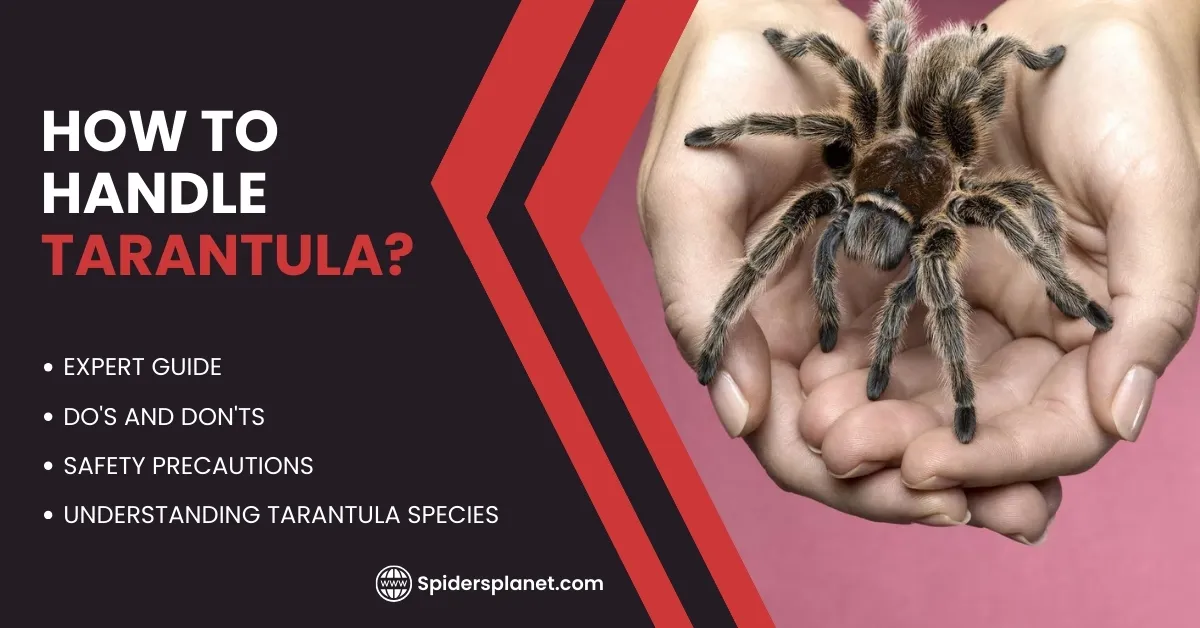 16616 tarantula island selling