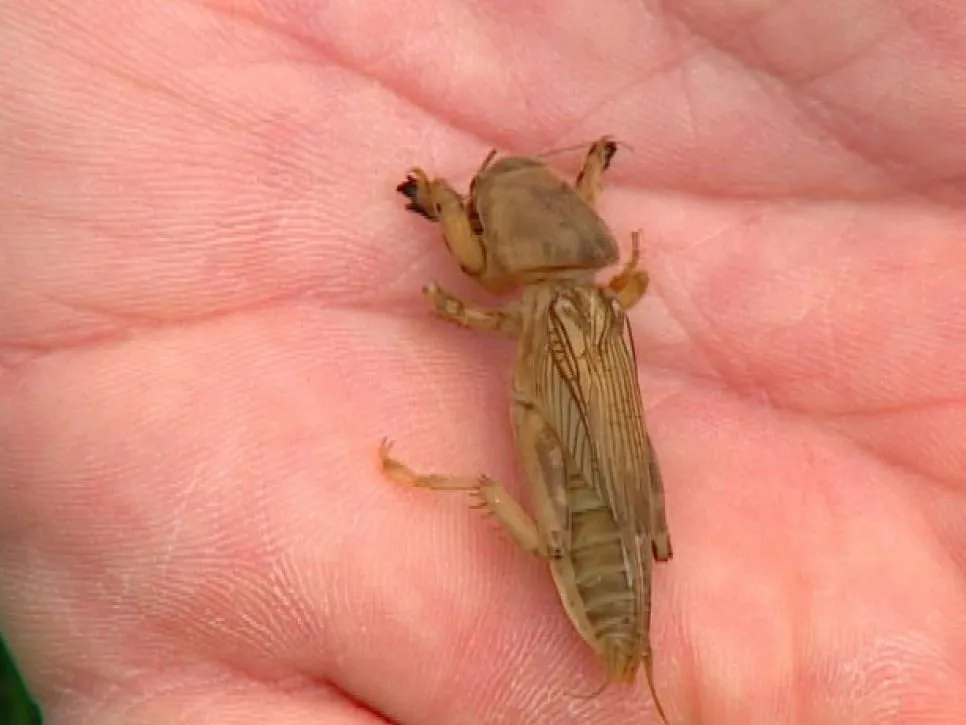 16617 breeding mole crickets