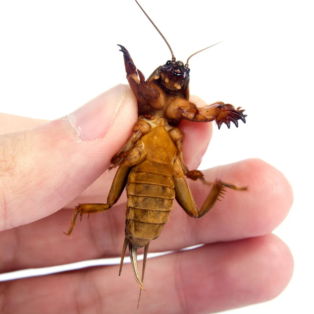 16617 feeding mole crickets