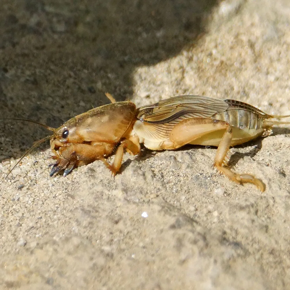 16617 ideal environment for crickets