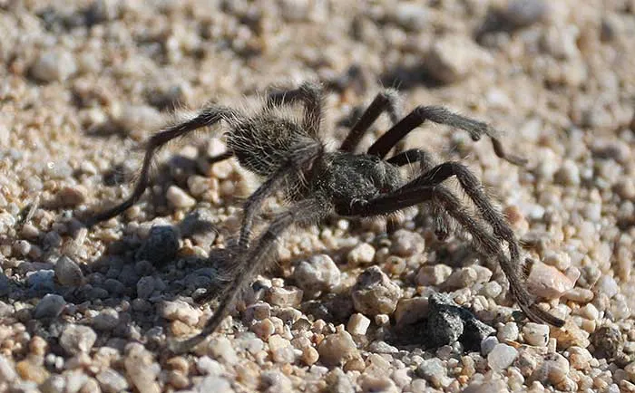 /img/16619-tarantula-recovery.webp