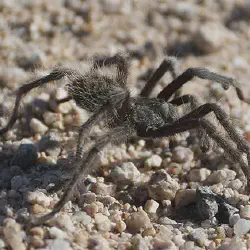 /img/16619-tarantula-recovery.webp