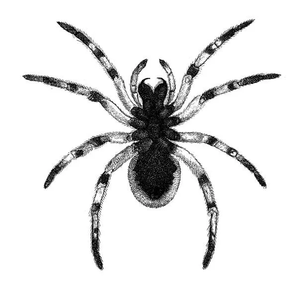 16621 tarantula anatomy illustration