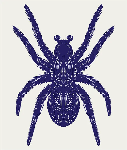16621 tarantula color illustration