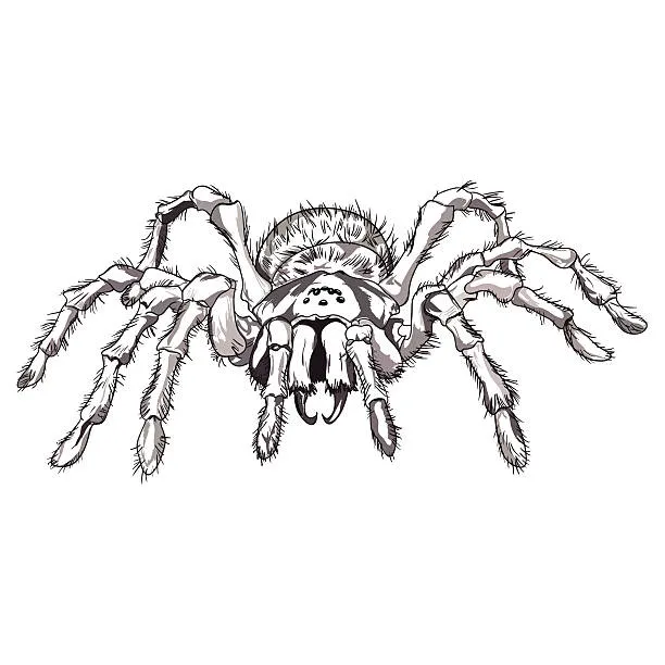 /img/16621-tarantula-finished-illustration.webp
