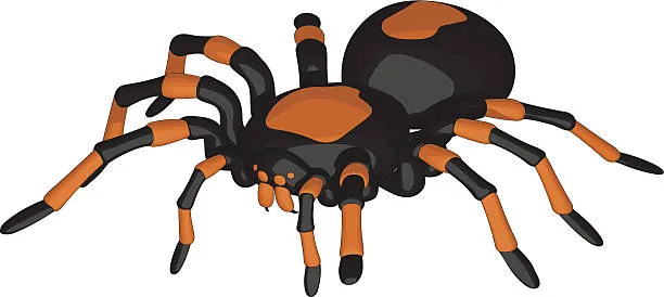 16621 tarantula illustration process