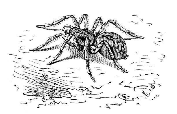 16621 tarantula pencil illustration