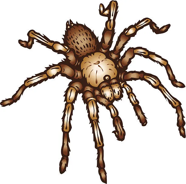 16621 tarantula texture illustration