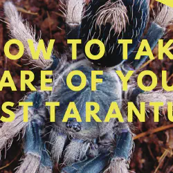 /img/16622-tarantula-sling-handling.webp