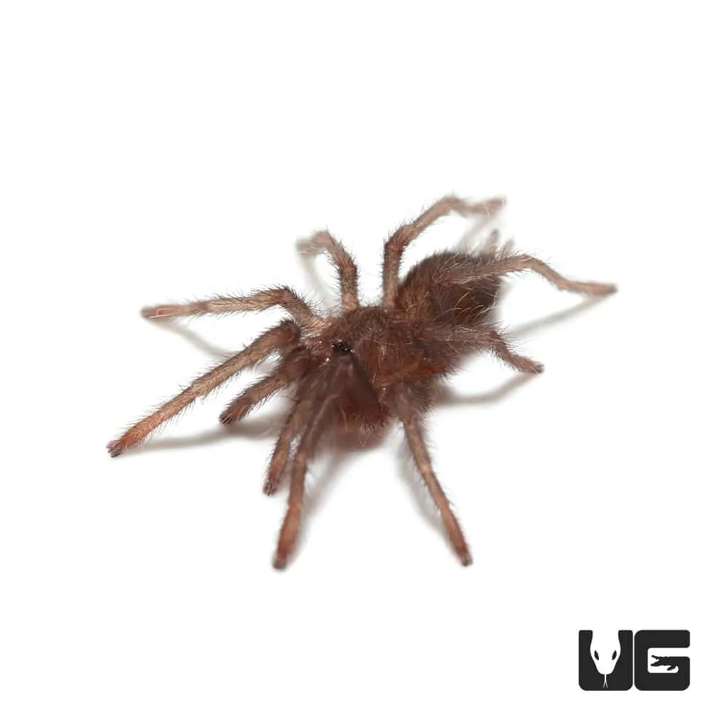 16622 tarantula sling humidity