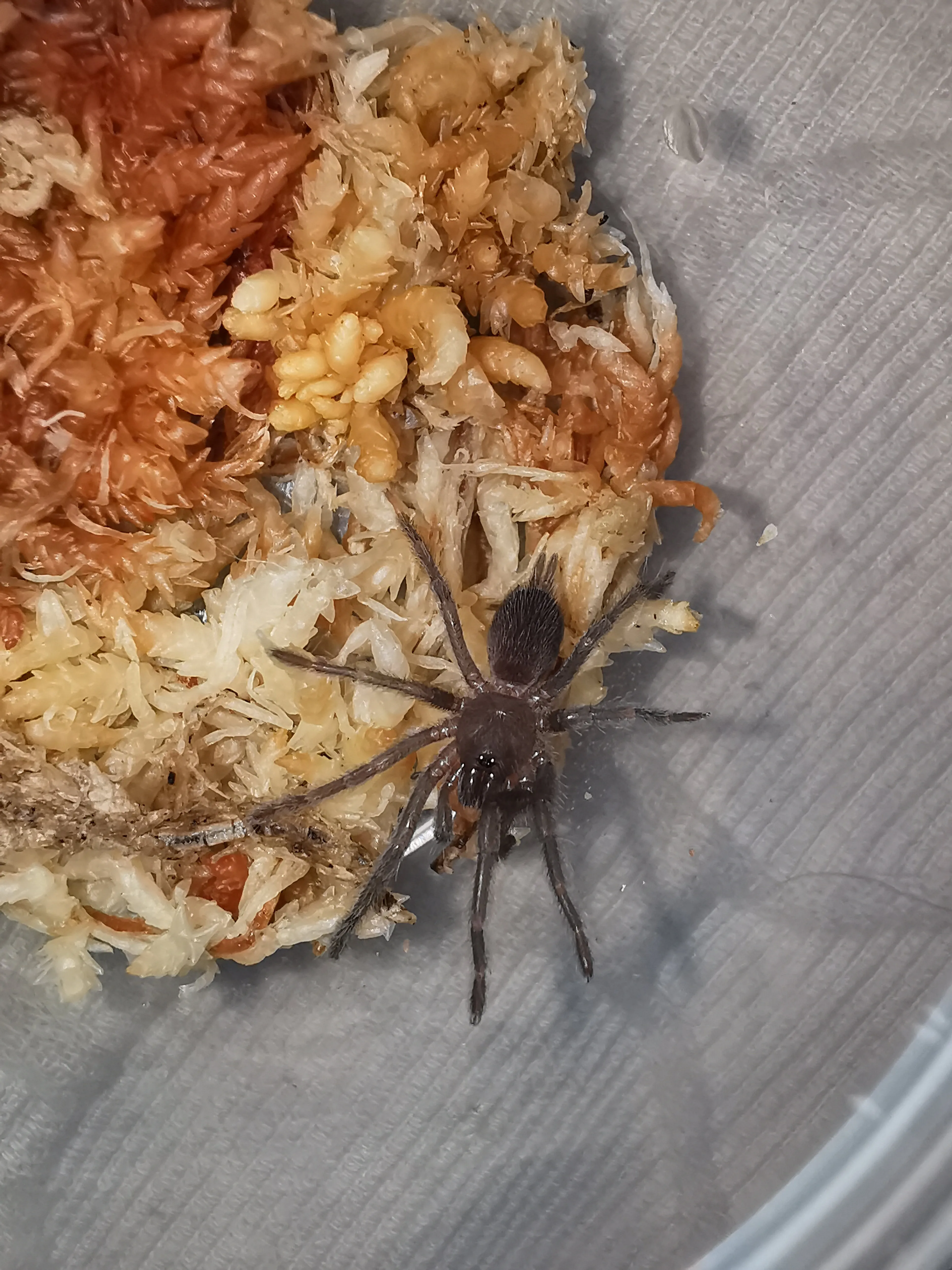 16622 tarantula sling water