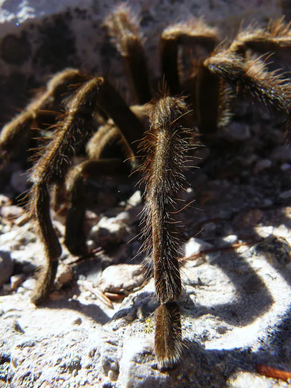 /img/16624-california-tarantula-conservation.webp