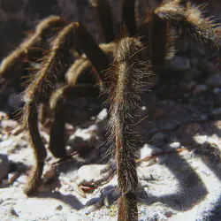 /img/16624-california-tarantula-conservation.webp