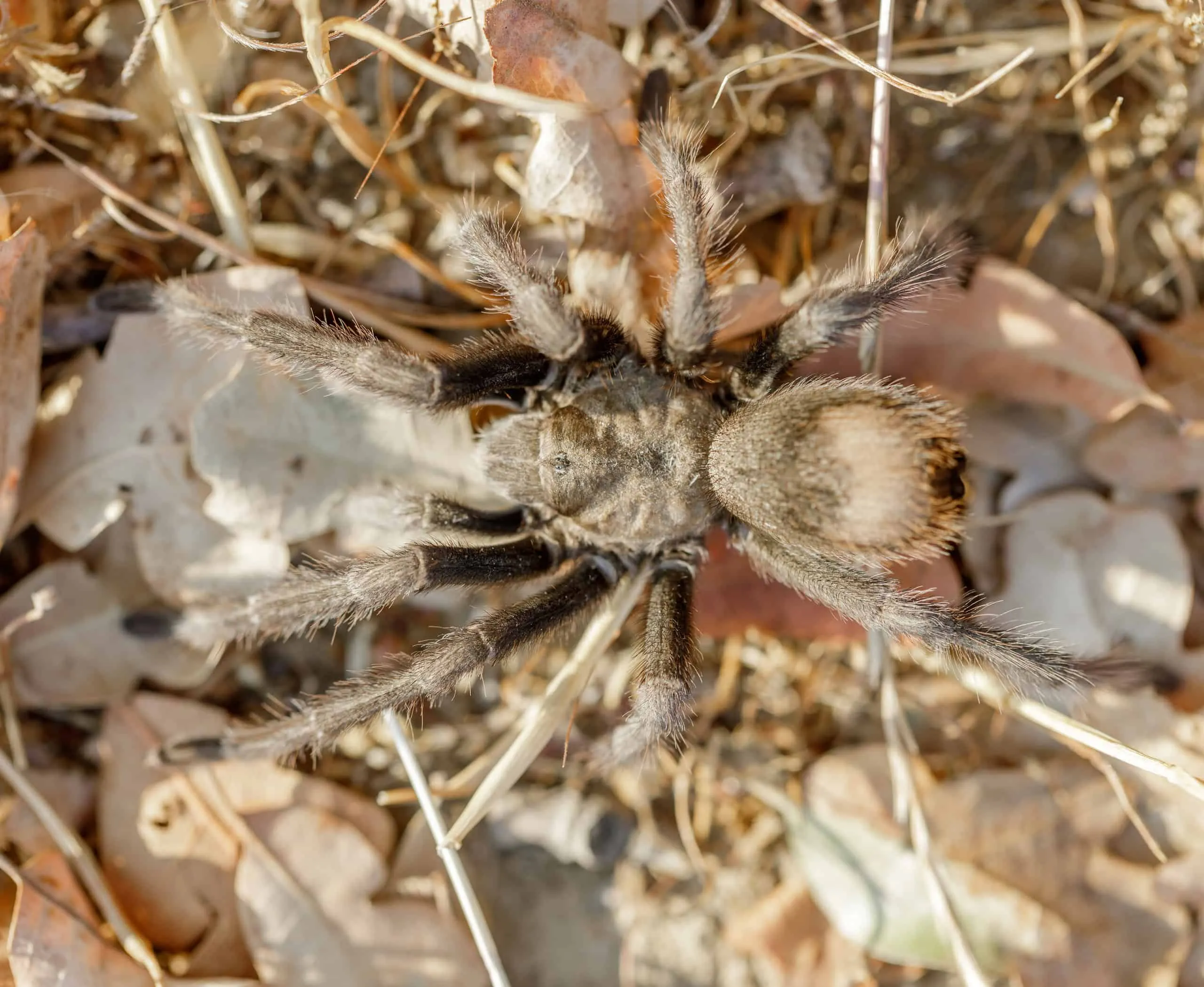 16624 california tarantula mating