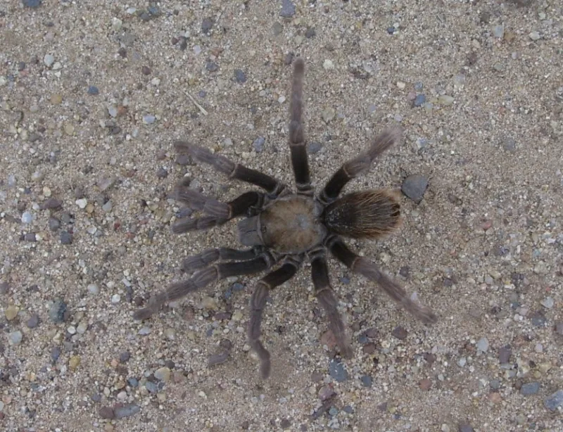 16624 california tarantula size comparison
