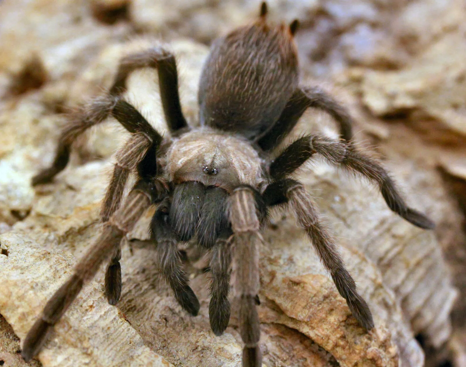 16624 california tarantula spiderlings
