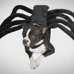 /img/16628-dog-tarantula-costume-contest.webp
