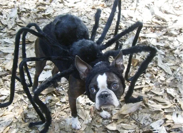 16628 dog tarantula costume socialmedia