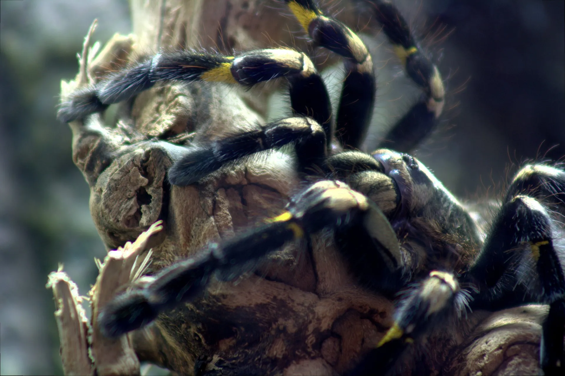 16635 rare tarantula behavior