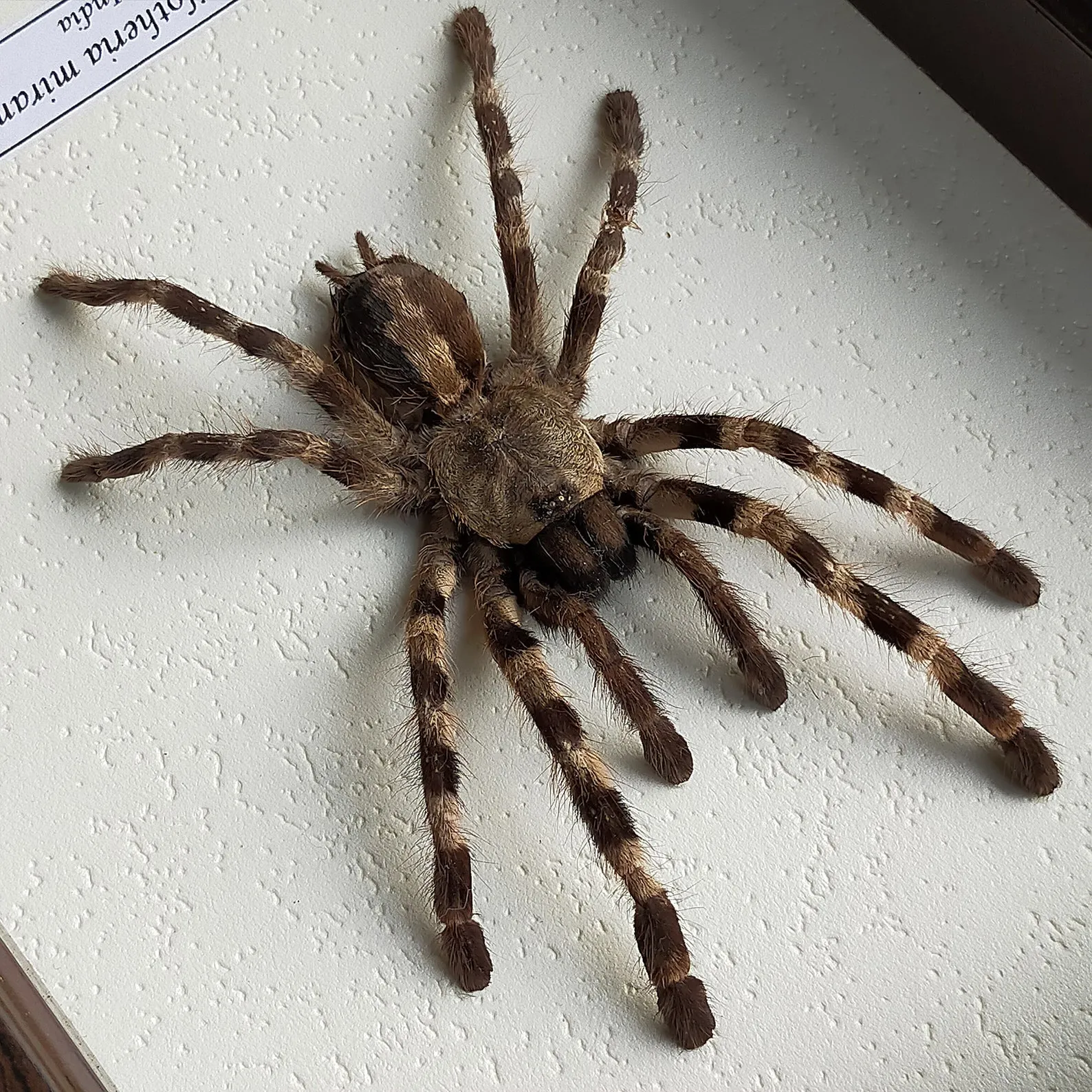 /img/16635-rare-tarantula-geographic-location.webp