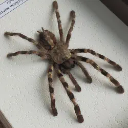 /img/16635-rare-tarantula-geographic-location.webp