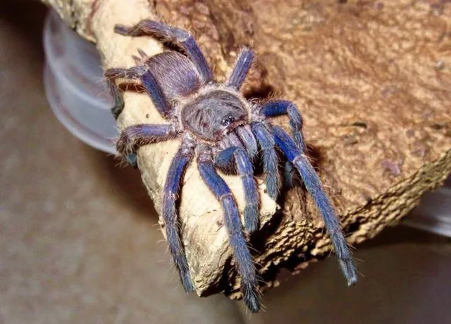 16635 rare tarantula species identification