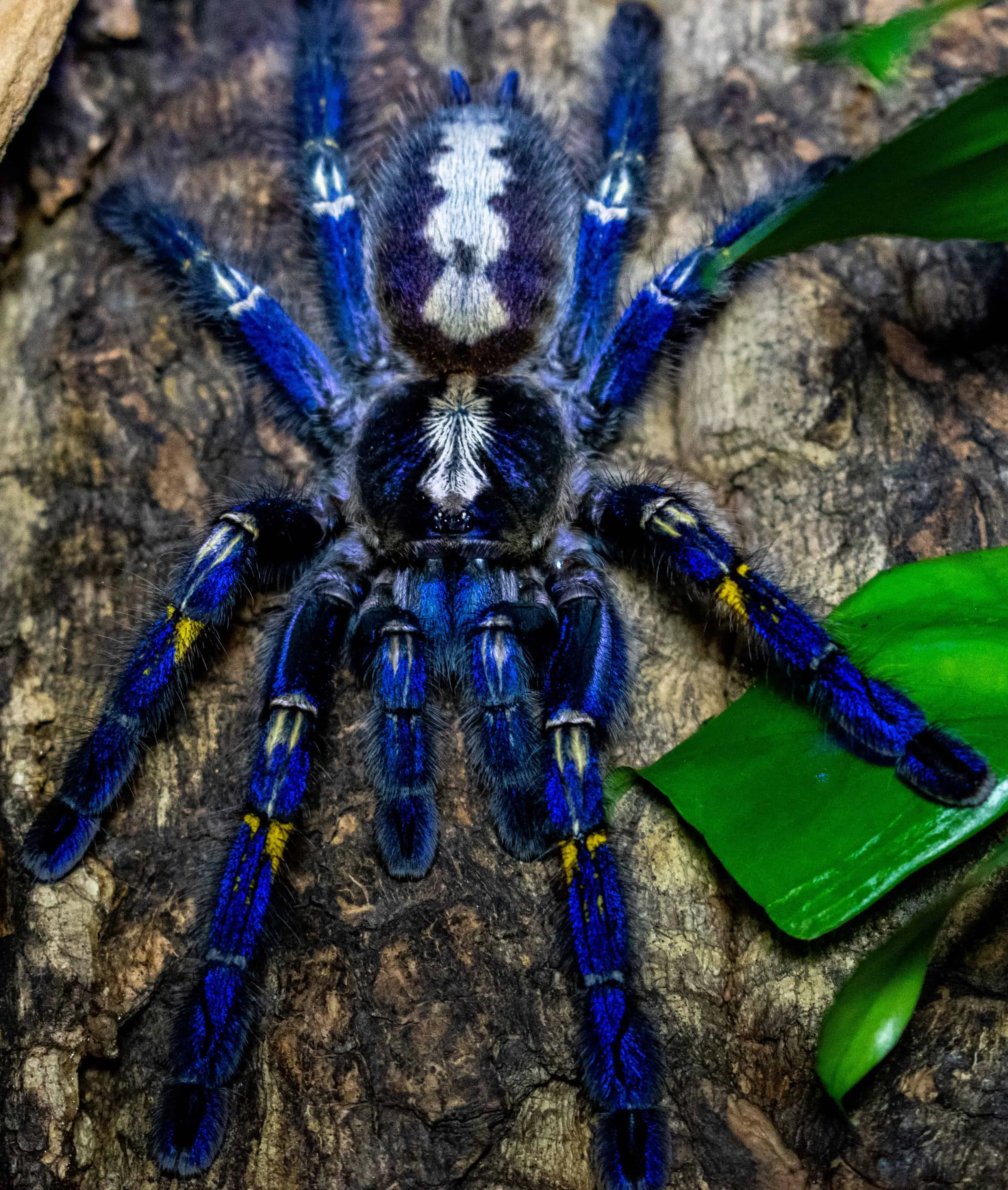16635 rare tarantula venom