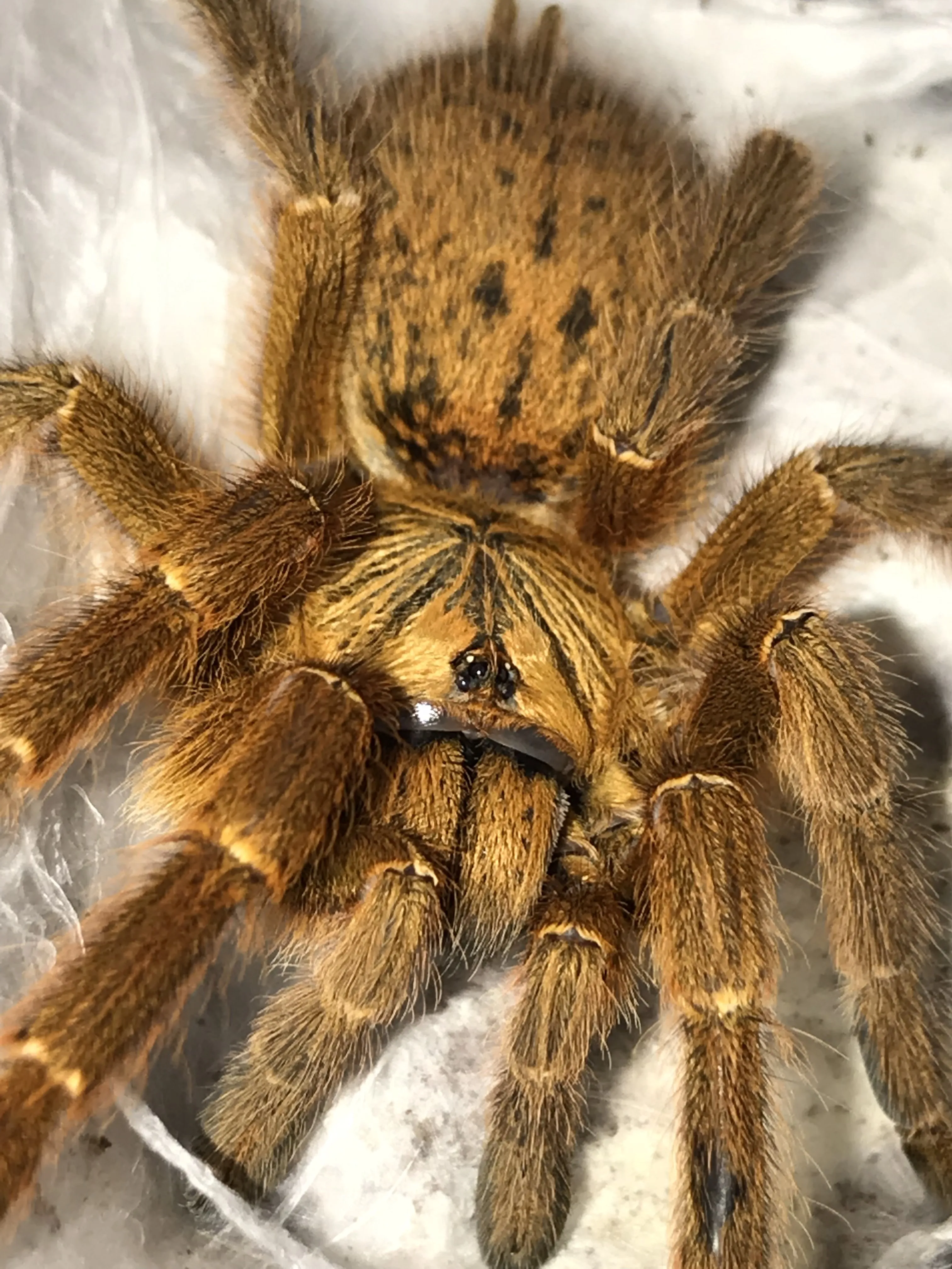 16636 obt tarantula close up