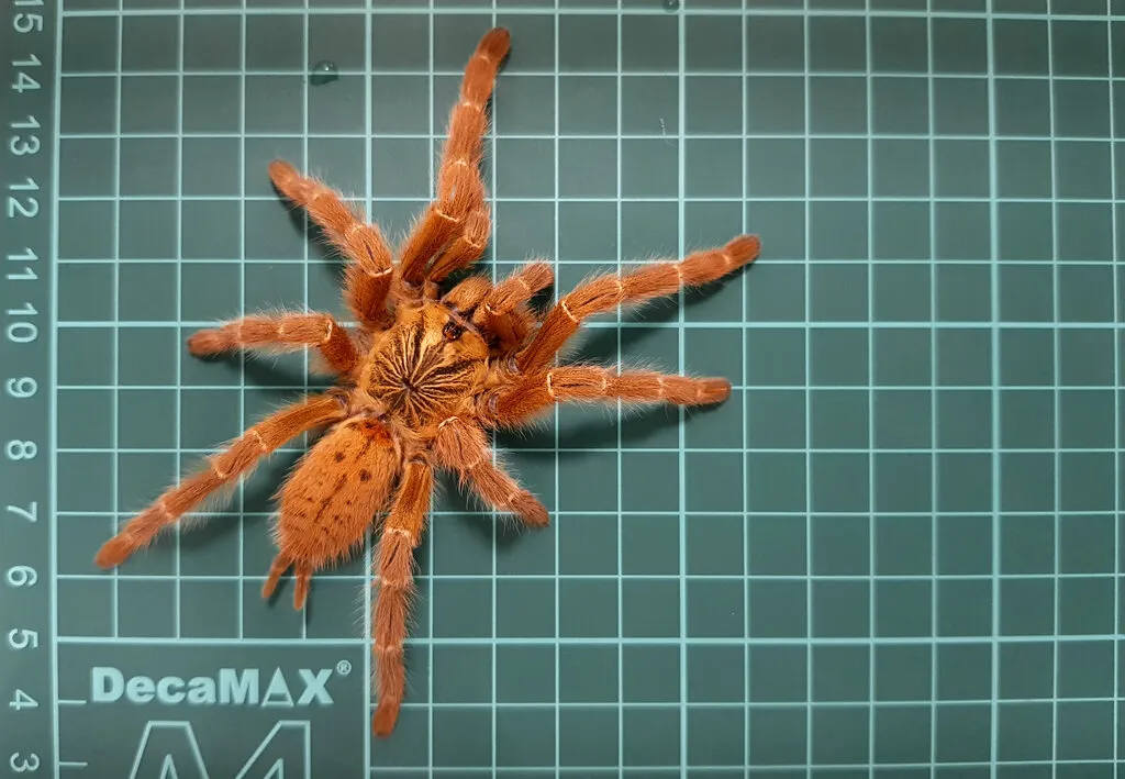/img/16636-obt-tarantula-eggsac.webp