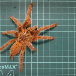/img/16636-obt-tarantula-eggsac.webp